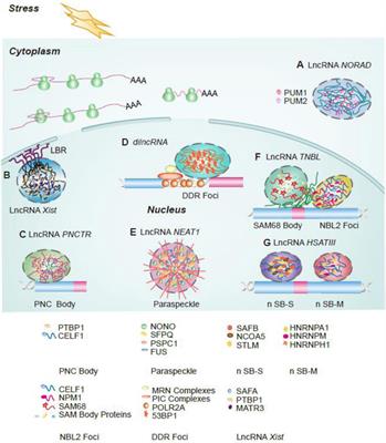 LncRNAs: Architectural Scaffolds or More Potential Roles in Phase Separation